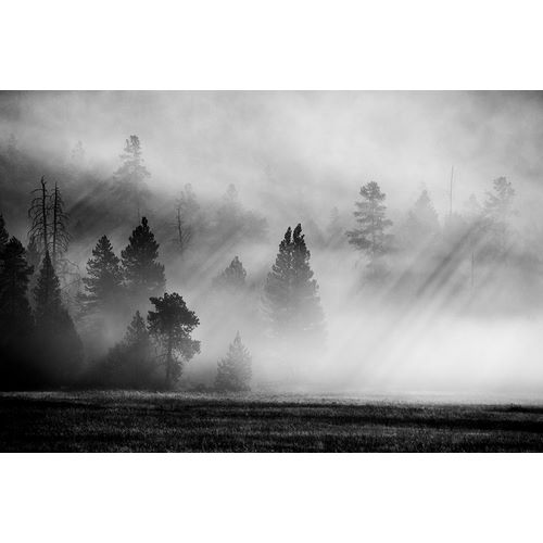 Hopkins, Cindy Miller 아티스트의 USA-Wyoming-Yellowstone National Park-Early morning fog with light rays through the trees작품입니다.